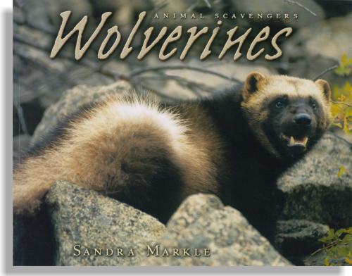 Animal Scavengers: Wolverines | PrairieView Press