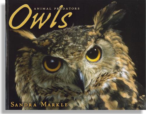 Animal Predators: Owls