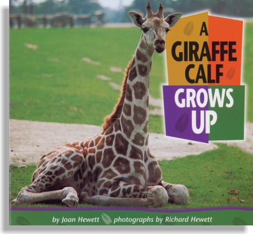 Giraffe Calf Grows Up, A