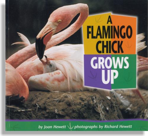 Flamingo Chick Grows Up, A
