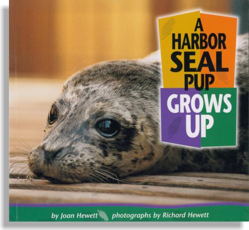 A Harbor Seal Pup Grows Up