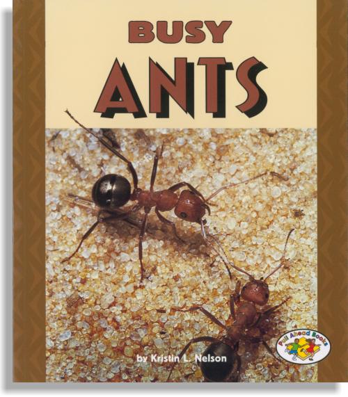 Busy Ants