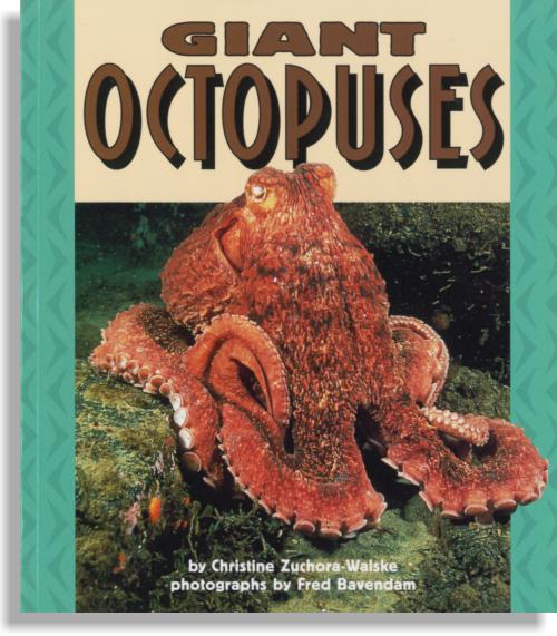Giant Octopuses