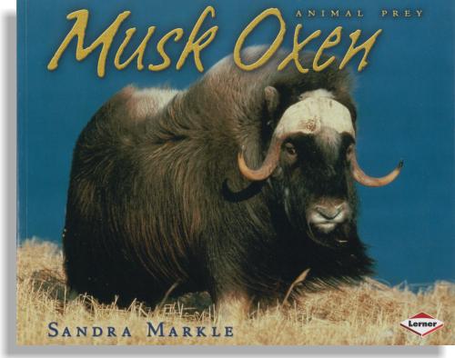 Animal Prey: Musk Oxen