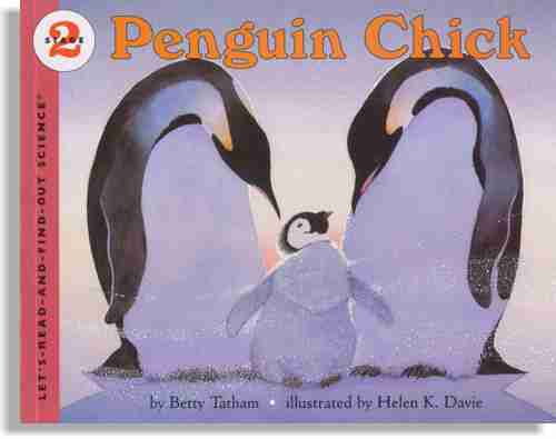 Penguin Chick